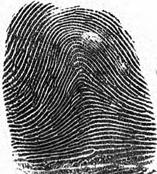 Fingerprint Arch.jpg