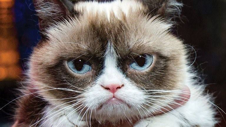По мнению некоторых СМИ, Grumpy Cat принесла своей хозяйке более 100 млн. долларов