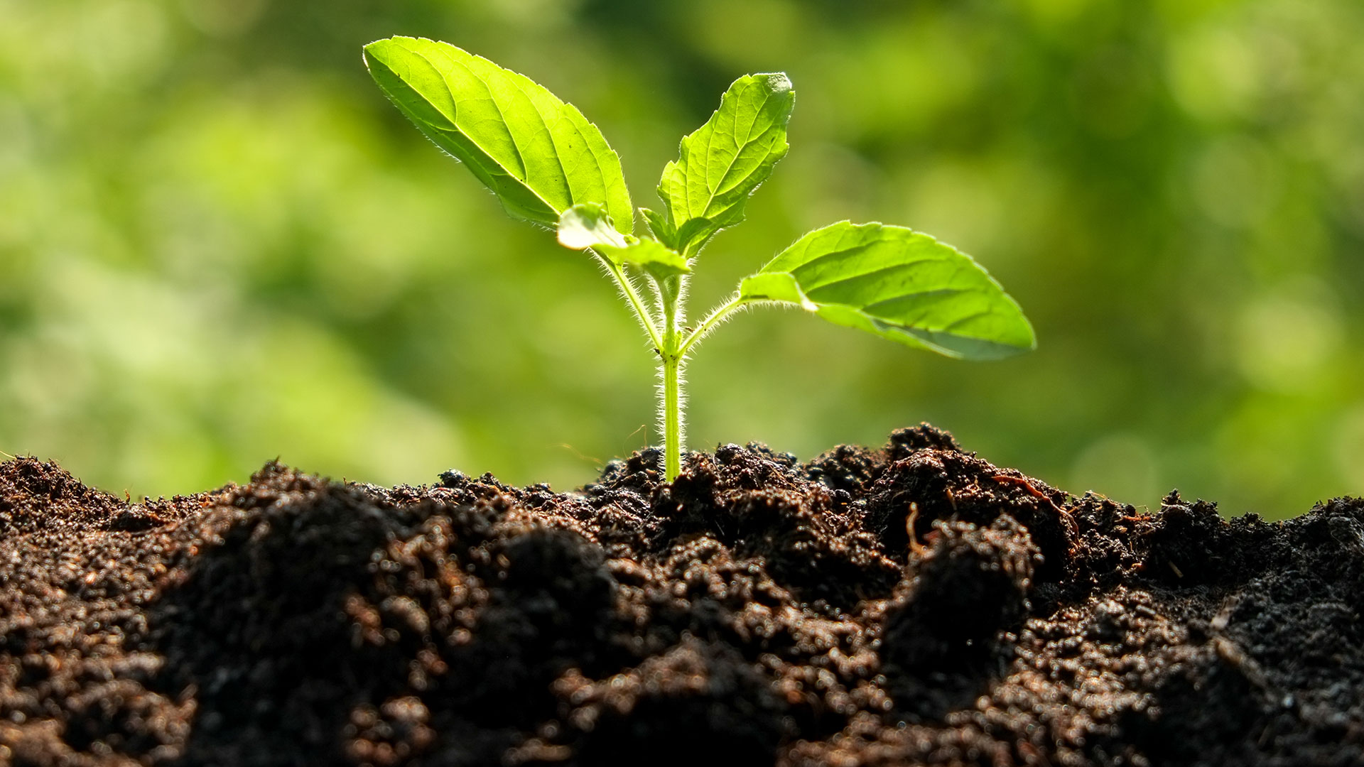 Soil Sustains Humanity