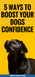 Is your dog shy and fearful around new people and in new situations? You can help by working on some confidence building exercises. Here